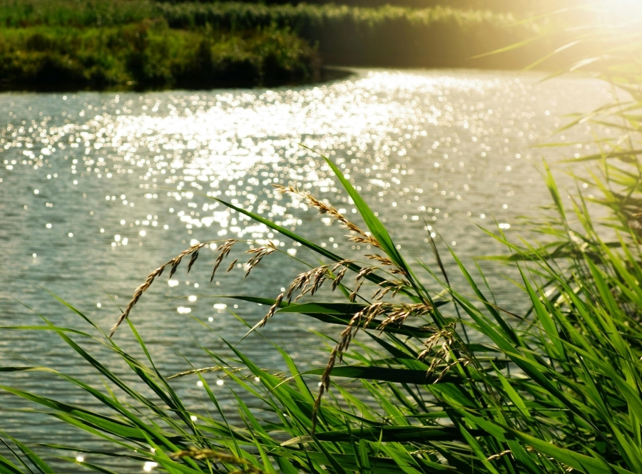 Nature Scene